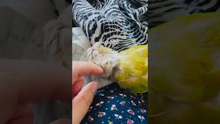 이건 누가 봐도 사랑일텐데#앵무새#코뉴어앵무새#사랑#매…