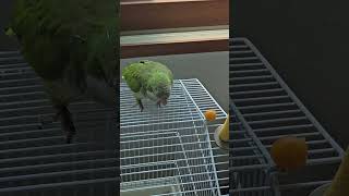 앵무새는  맛난것만 잘알아요~~??