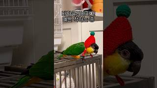 바라클라바하는 카이큐 어떤데 #shorts #parro…