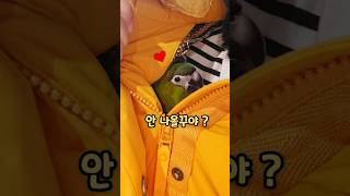 핫팩같은 #한스마카우 #율리