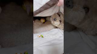 한시도 떨어져있기 싫다구!! #강아지 #cute #반려동물 #펫#푸들#카이큐#앵무새#반려견#반려조#귀여운