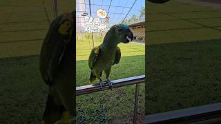 여름이의 여름, 덥구나덥다#앵무새 #parrot #아마…