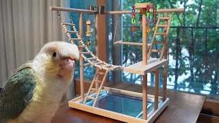 앵무새 놀이터가 왔어요! 한번 살펴볼까요?