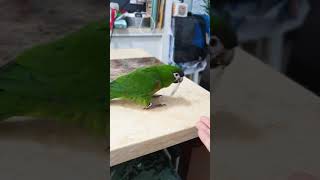 한스마카우 띵동 '돌아'