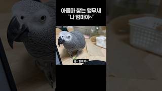 아줌마 찾는 앵무새  회색앵무 잠바