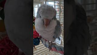 [퀘이커 앵무] 카메라 싫어 | 엄마 좋아 #parro…