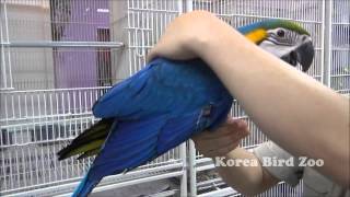 Blue and Gold Macawbirdzoo co …