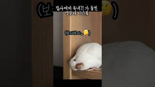 집사 핸드폰  올라타기!! 실패!! #앵무새 #퀘이커앵무새 #러블리다다즈 #앵무새이다복