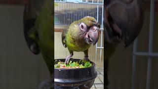 6개월 쟈딘 앵무새