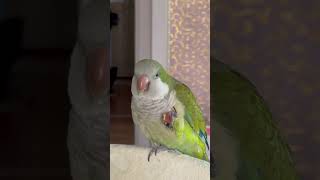 아몬드는 맛있어 #앵무새 #퀘이커 #parrot #아몬…