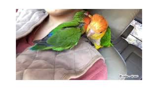 【金凱耶比與綠綠的日常】愛情鳥&amp;金頭凱克怎麼那麼爽被…