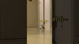 꿀벌옷을 입은 앵무새 #shorts #parrot #caique #앵무새 #카이큐