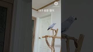 앵무새ㅡ순돌아 대구 방문 했어 #이재명