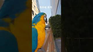개 짖는 소리내는 앵무새 #animal #parrot …