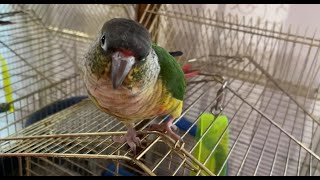 안녕하세요 라고하는 옐로사이드코뉴어 문이씨❤️