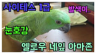 앵집사 - 옐로우 네잎 아마존 사이테스 1급 개인사육 가능