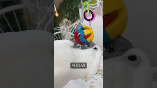 최애 장난감 가지고 노는 호두 #parrot #bird…