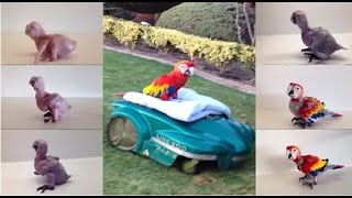 How  a baby  Scarlet  Macaw gr…