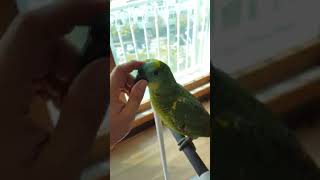 일요일 나른한 오후 아마존 앵무새 떡대 터치하기