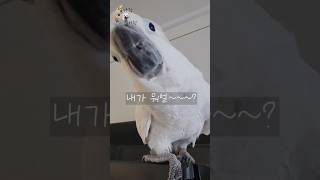또속냐 인간아......!!! 간택받은 핸드폰!!!! #델타 #코카투 #하이브리드코카투 #앵무새 #병맛영상 #birds #별이 #별이랑델타랑