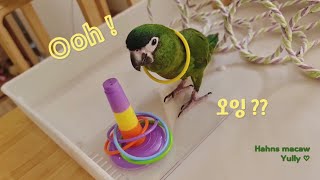 한스마카우 율리의 장난감 정복기