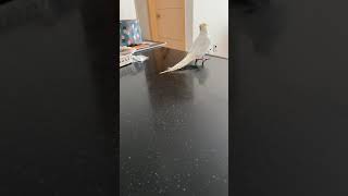 엽짚:개가 너무 시끄러워요