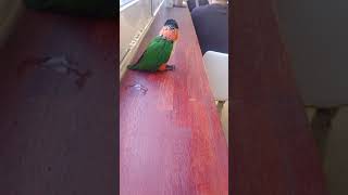 [카이큐앵무새] 얌전한 단호박