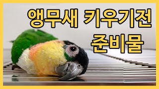 검은머리카이큐 키우기 전 준비물(앵무새 키우기 전 준비…