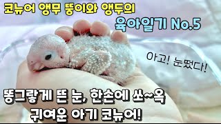 아기코뉴어앵무가 눈을뜨고 집사를 바라보기까지 15일의 …