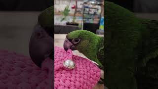 쟈딘앵무 / 실물졸귀