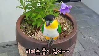 앵무새친구/검은머리 카이큐