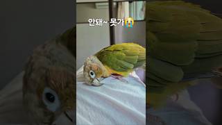 누나 가지마~ㅜㅜ #귀여운동물 #앵무새#애틋한사랑 #p…