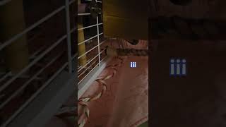 [퀘이커 앵무] 공포 | 지켜보는 녹두같은 두 눈 #p…