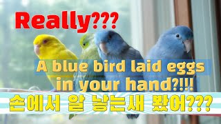 손에서 알낳는 앵무새 봤어?A blue bird laid eggs in your hand?