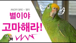 별이야 고마해라~ 마이 불렀다? / 영어도 잘하는 앵무…
