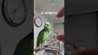 사람말은 다 따라하는 따라쟁이 #아랑이 #노래하는앵무새…