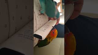 코뉴어 퀘이커 싸움