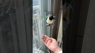 앵무새가 점프하기 전 하는 행동 #shorts #parrot #caique #앵무새 #카이큐 #ズグロシロハラインコ