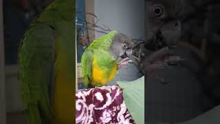 수리가 성장하니 까망 발이 뽀야졌네♡ #parrot #…