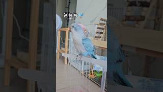 #퀘이커앵무새#parrot#물맛집#shorts