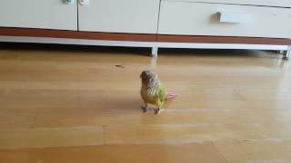 노래소리에 맞춰 춤추는 코뉴어에요~