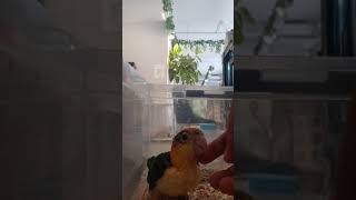 카이큐앵무새 황금이 졸귀ㅜㅜㅜㅜ키우고싶다