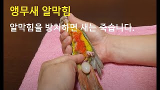 코뉴어 앵무새(Green Cheek Conure)  알막힘