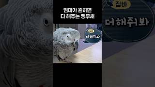 엄마가 원하면 다 해주는 앵무새  회색앵무 잠바