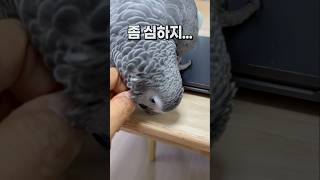 언제까지 털갈이 할까?  회색앵무 잠바