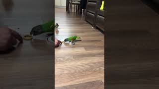 세네갈 앵무 재롱 고리끼우기