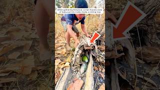 A man found a nest of parrots and then...