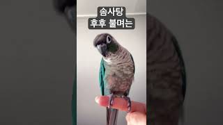 앵무새 솜사탕 후후 불면 날아갑니다~  #앵무새