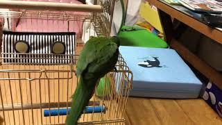 한스마카우 앵무새 키우기