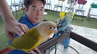 제주시 앵무야 앵무야